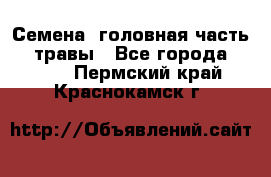 Семена (головная часть))) травы - Все города  »    . Пермский край,Краснокамск г.